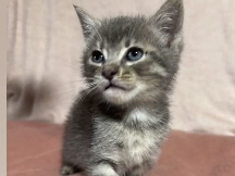 adoption