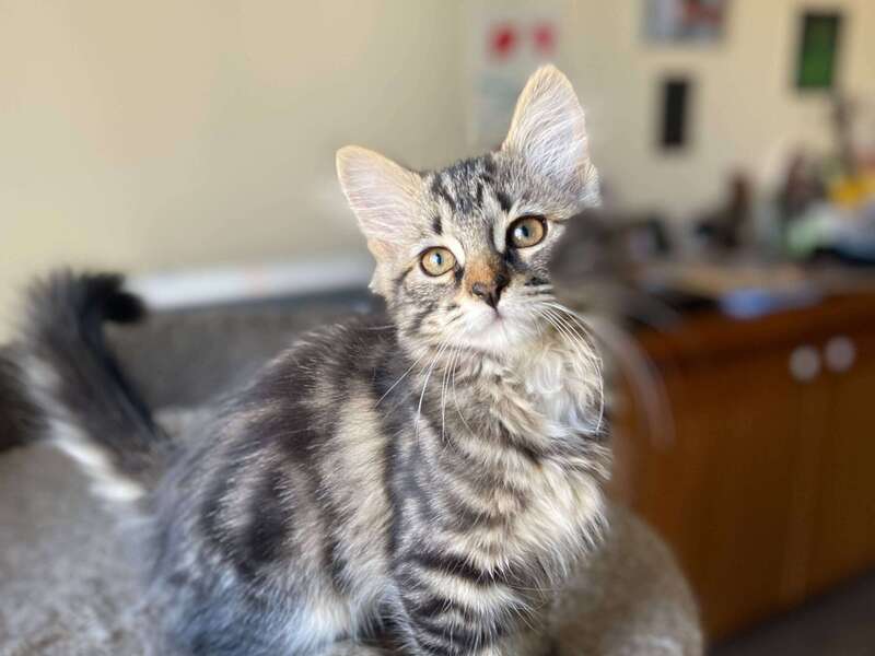 adoption