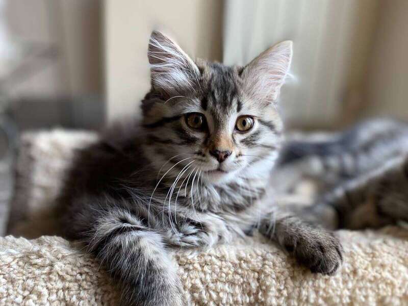 adoption