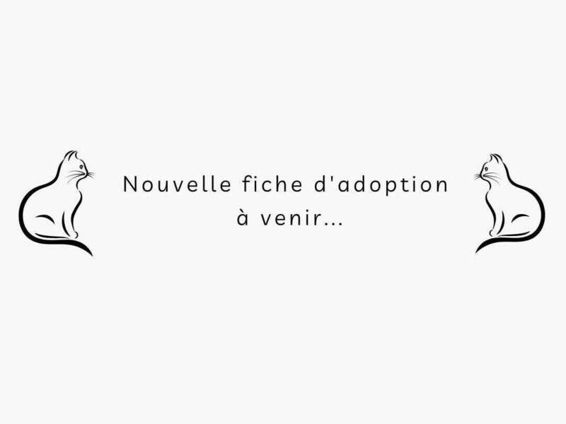 adoption