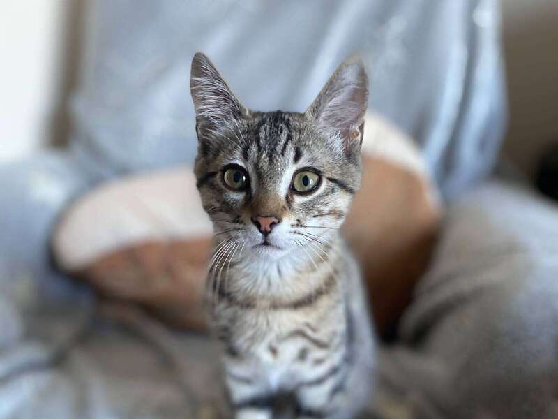 adoption