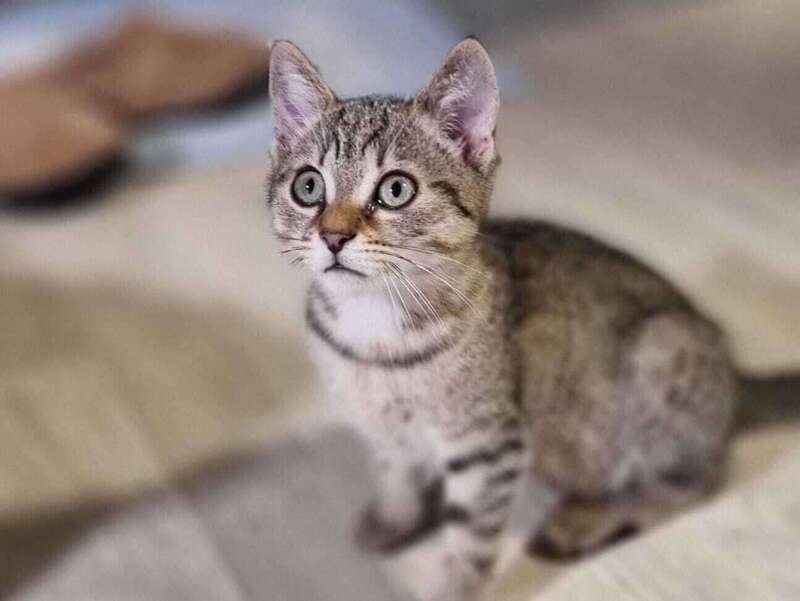 adoption