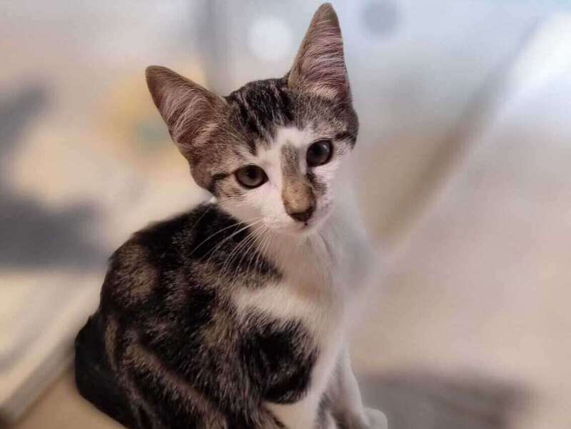adoption