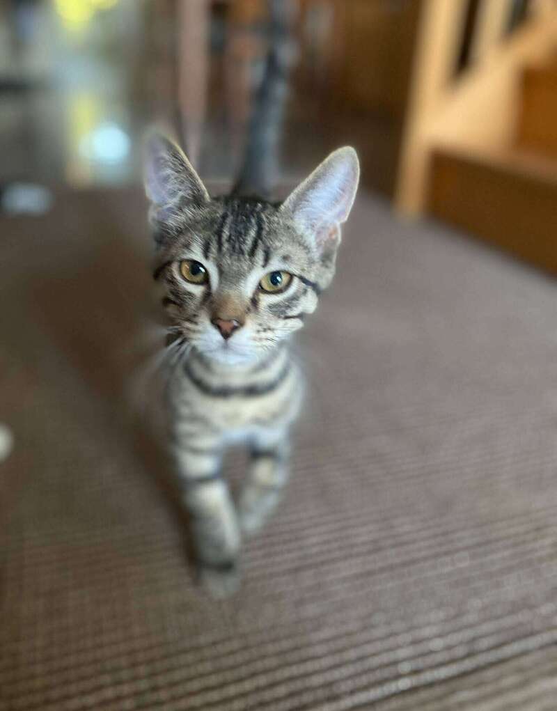 adoption