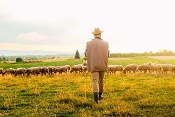 Tuberculose : lutter contre sa propagation dans les troupeaux