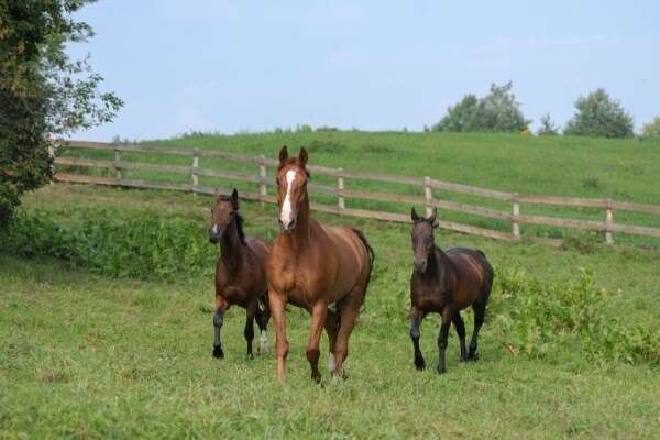 Gardiennage de chevaux : quelle fiscalité appliquer ?