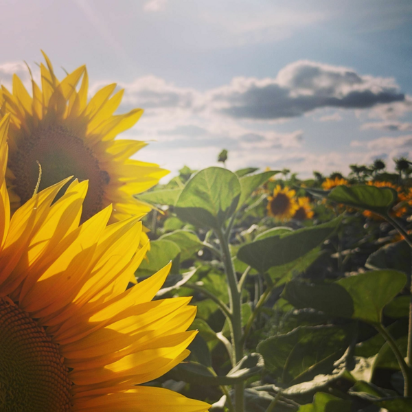 TEST : Suis-je Biophile ?