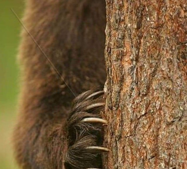 Logo Menuiserie Flin