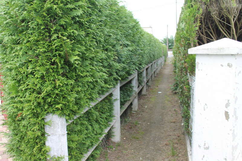 Dessouchage des thuyas et mise en place d'une clôture béton de type Nicolas ton Pierre 