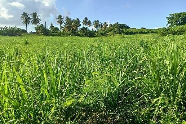 Indice des prix à la consommation en Guadeloupe - Année 2024