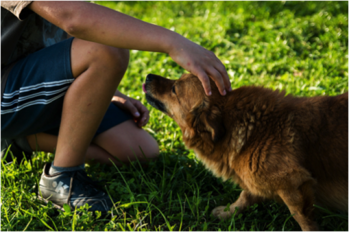 Le Magnétisme et les chiens
