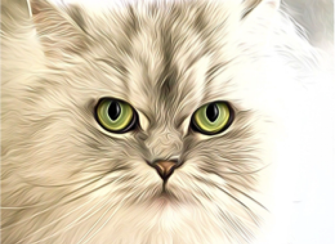 Le Magnétisme et les chats