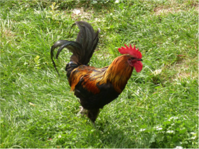 Le Magnétisme et le coq