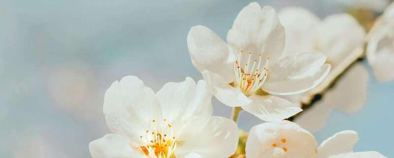 Constellations familiales Dijon