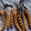 Cordyceps mylitaris
