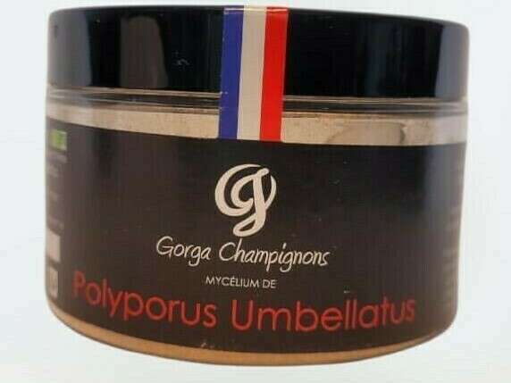 polyporus_umbellatus__2_