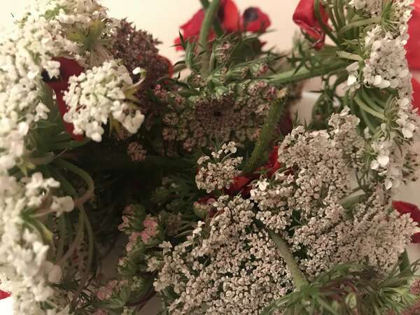 Apéritif sans alcool à base de plantes sauvages