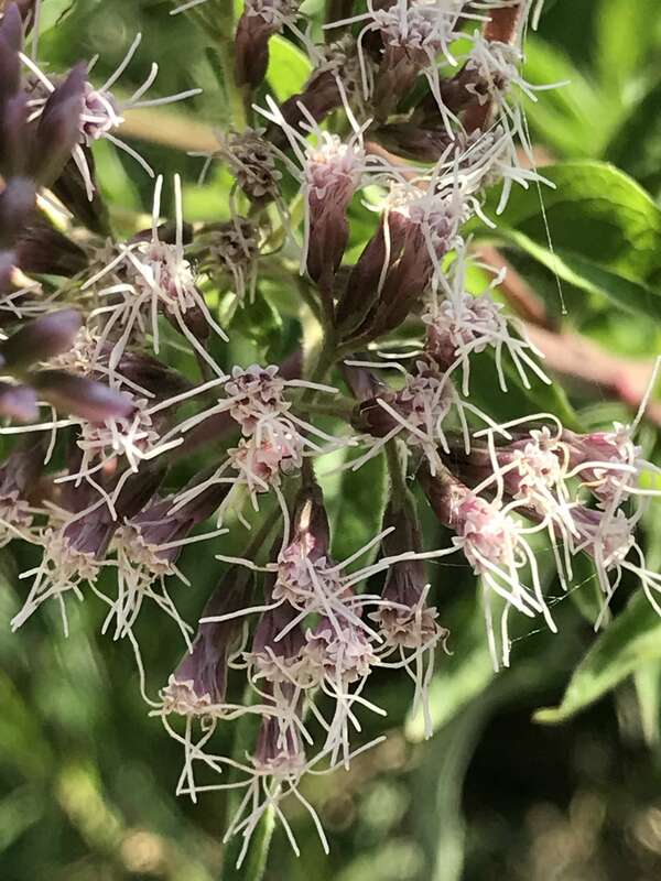 L’Eupatoire chanvrine 