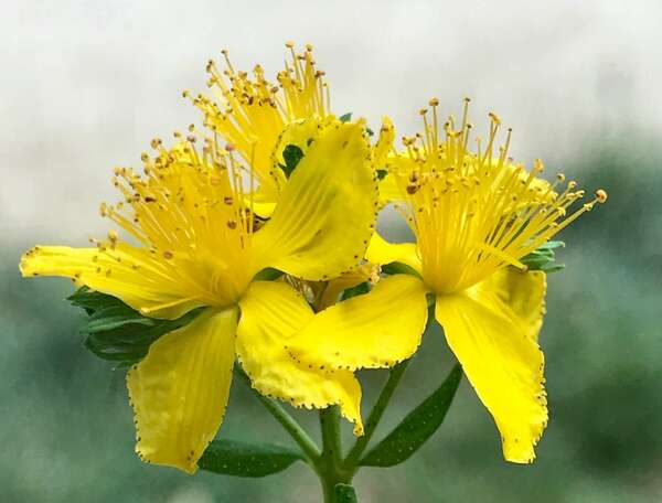 fleurs de Millepertuis : des petits soleils de bonne humeur