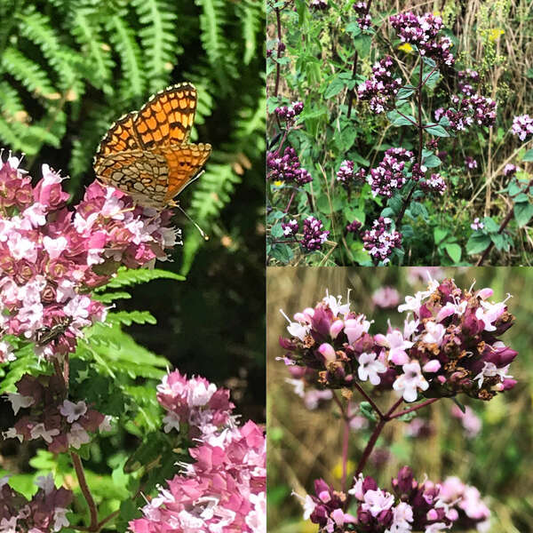 L’origan sauvage : une belle aromatique aux multiples vertus