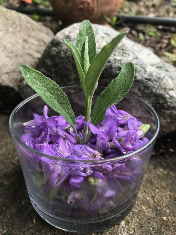 Sauge officinale, la plante féminine par excellence