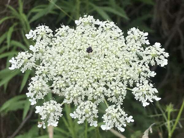 Le charme discret de la carotte sauvage 