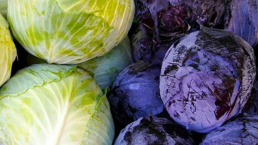 La choucroute lacto fermentée : l’aliment santé de l’hiver !