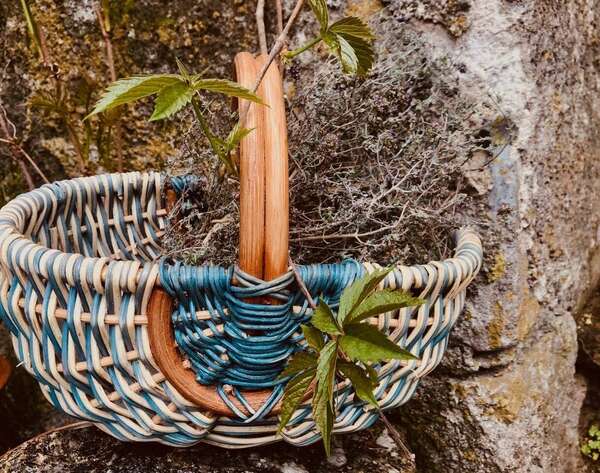 Digestion douce pendant les fêtes : recette de la tisane au romarin et aux racines de pissenlit pour soutenir votre foie.