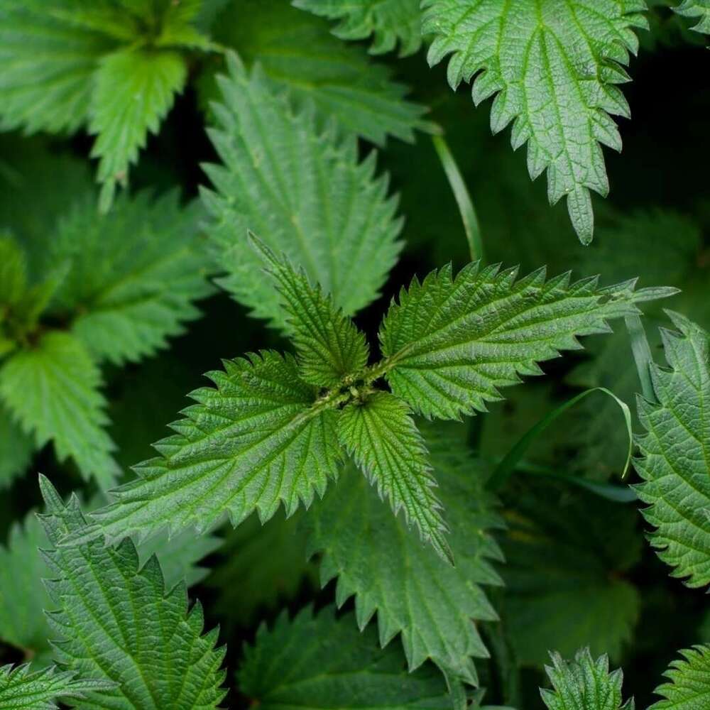 Découvrez 3 plantes sauvages comestibles qui égayent vos assiettes en hiver !