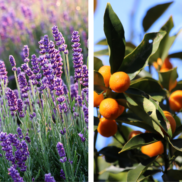 3 huiles essentielles pour calmer le stress et améliorer le sommeil !