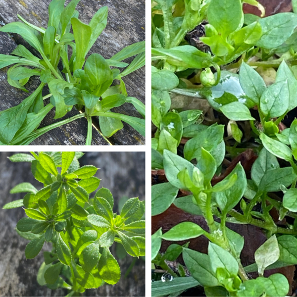 Plantes à cueillir en février : Mouron, Gaillet Gratteron et Mâche Sauvage !