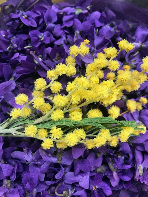 Mimosa et violette, le divin duo floral de l’hiver !