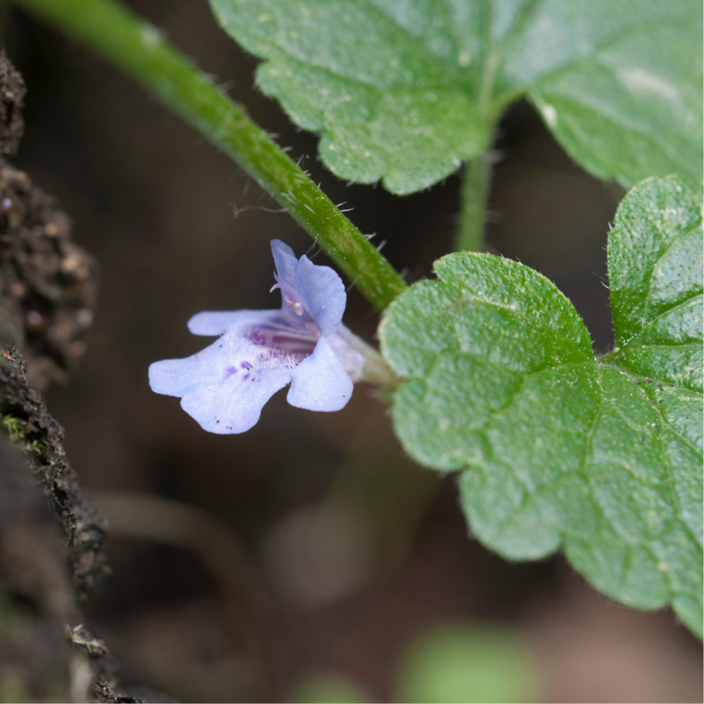 Lierre terrestre, une belle aromatique sauvage