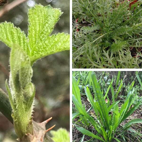 plantes sauvages à cueillir en mars