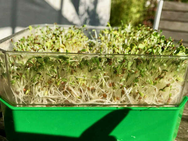 Les graines germées, un trésor de vitalité ! 