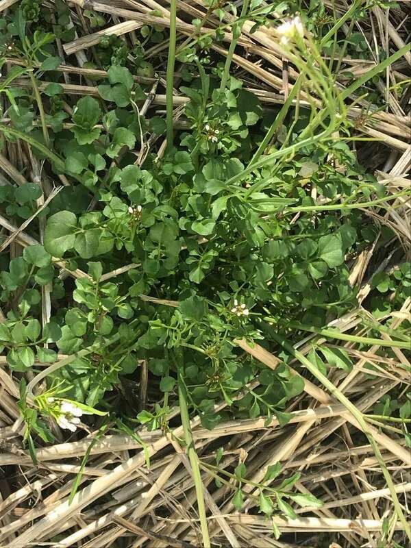 cardamine hérissée plante sauvage