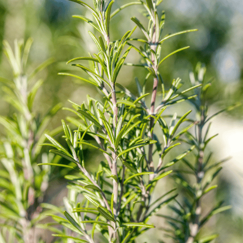 Le romarin, un petit arbuste aux multiples facettes ! 