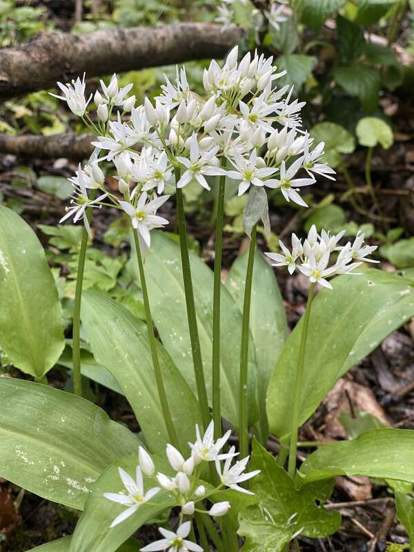 À la découverte de l'incontournable ail des ours : une merveille printanière aux multiples bienfaits ! 