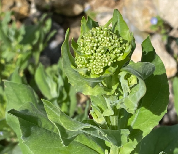 Le brocoli sauvage : un légume et un remède remarquable ! 