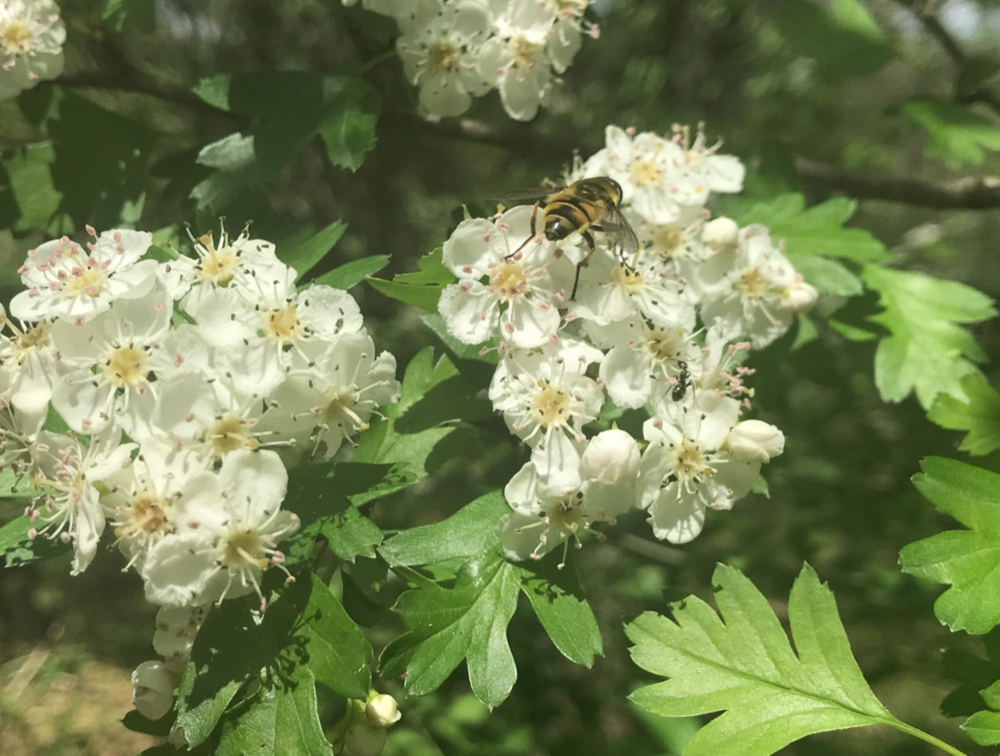 L'aubépine, du bouton floral à la cenelle sucrée !
