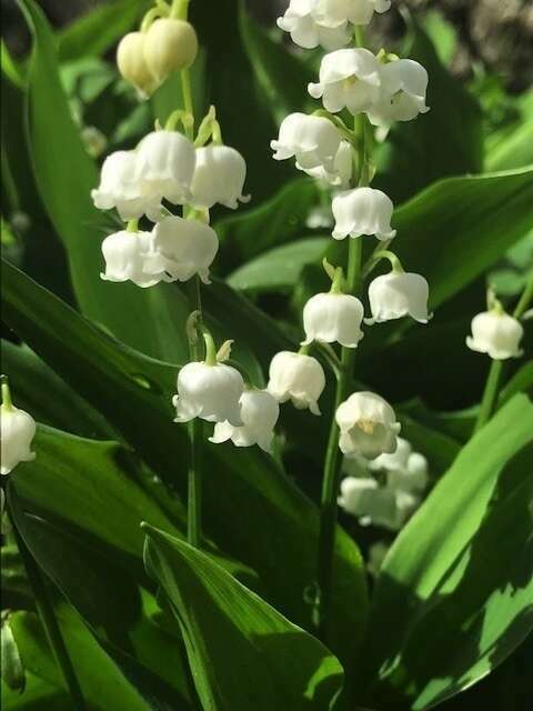 Histoire de muguet
