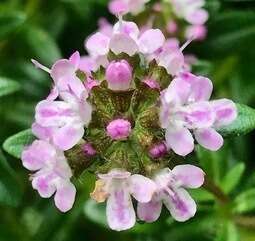 Le thym serpolet : un puissant anti-oxydant !