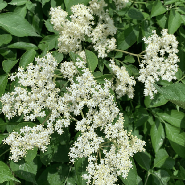 sirop de fleurs de sureau