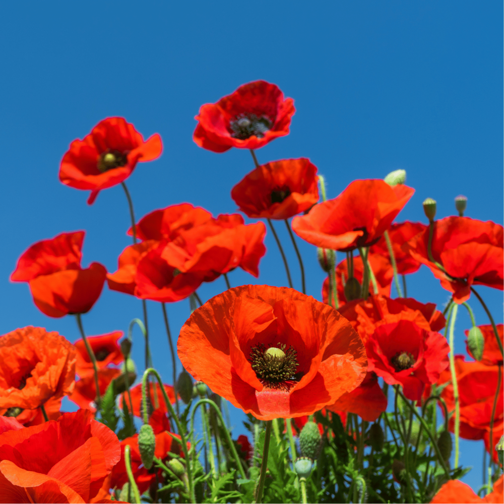 sirop pour la toux coquelicot
