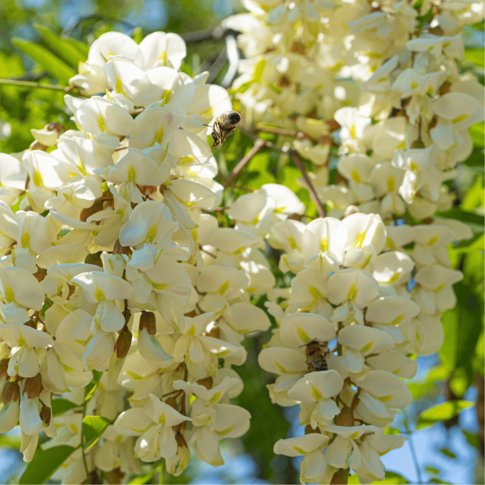 À la découverte des fleurs du robinier faux acacia !