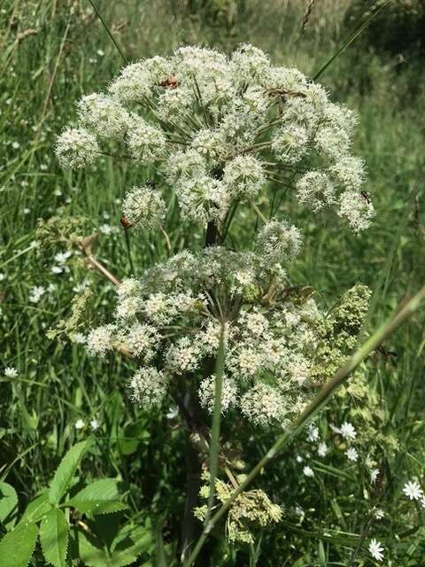 L'angélique, pour l'équilibre et la vitalité