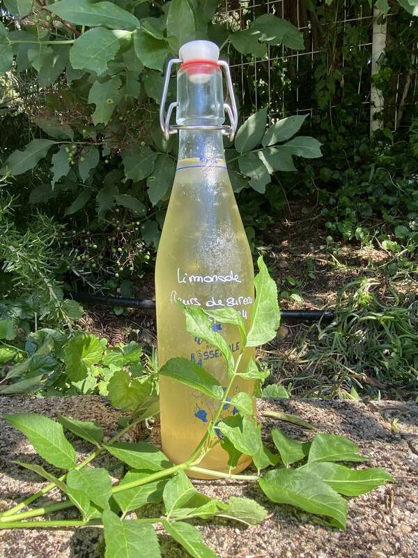 Limonade de fleurs de sureau à l'ancienne