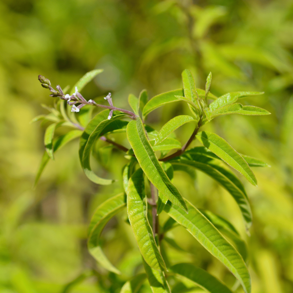 La verveine citronnée : un trésor aromatique et thérapeutique