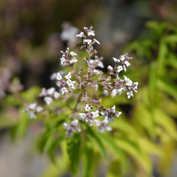 La verveine citronnelle : l’atout fraîcheur et bien-être de l’été