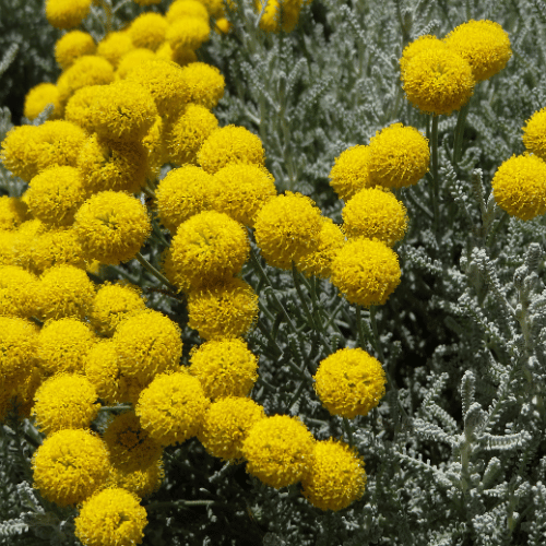 La Santoline : culture, récolte et usage au foyer